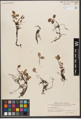 Foto von Salix reticulata L.